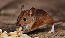 24 Hour & Emergency Exterminators in Tallant, OK